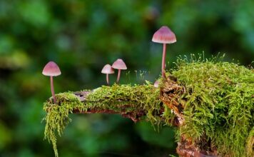 Jakie są rodzaje klocków LEGO? Jakie są rodzaje klocków LEGO?