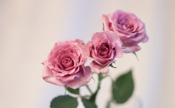 Co na urodziny dla czterolatka?