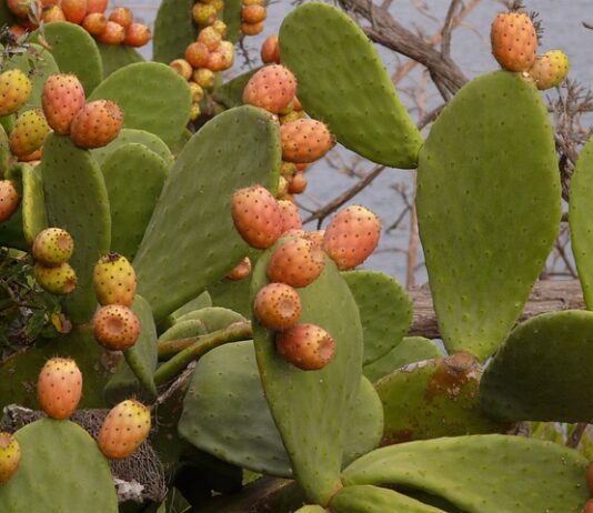 Czy opuncja lubi słońce? Czy opuncja lubi słońce?