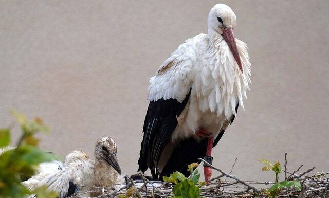 Czy grzechotki i marakasy to ten sam instrument? Czy grzechotki i marakasy to ten sam instrument?