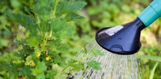 Kiedy nie Podlewac kaktusa?