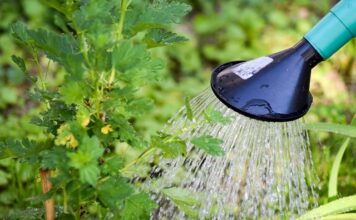 Kiedy nie Podlewac kaktusa?