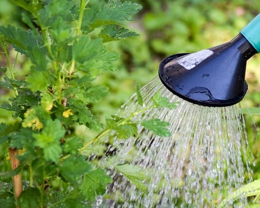 Kiedy nie Podlewac kaktusa?