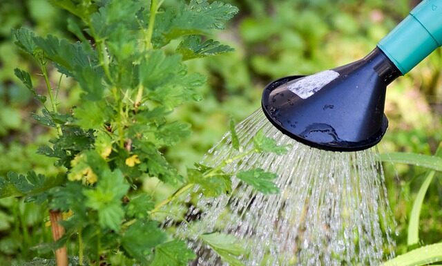 Kiedy nie Podlewac kaktusa? Kiedy nie Podlewac kaktusa?