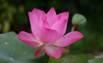 Jak się mówi po angielsku kaktus? Jak się mówi po angielsku kaktus?