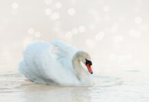 Jak pływać aby się nie męczyć?