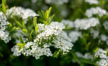 Czym się rożni kaszką na dobranoc?