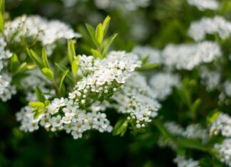 Dlaczego kaszka robi się rzadka?