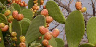 Czy każda opuncja jest jadalna?