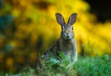 Czym zająć 4 latka w domu?