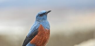 Na czym polega metoda 6 kapeluszy? Na czym polega metoda 6 kapeluszy?