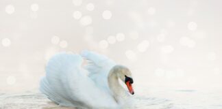 Ile czasu potrzeba aby nauczyć się pływać? Ile czasu potrzeba aby nauczyć się pływać?