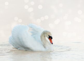 Ile czasu potrzeba aby nauczyć się pływać?
