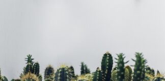 Czy warto trzymać w domu kaktusy?