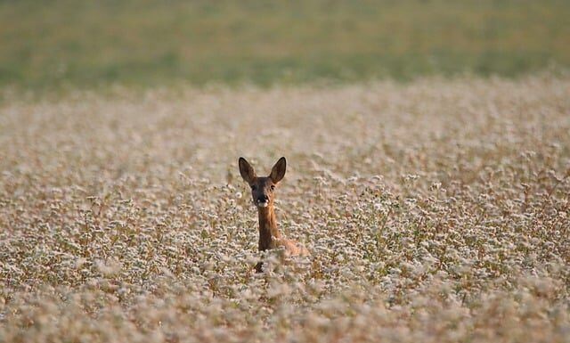 Czy kasza manna jest zdrowa? Czy kasza manna jest zdrowa?