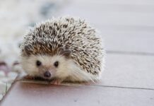 Co jeść żeby dziecko nie miało kolki?