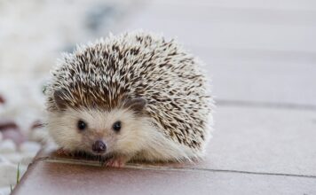 Co jeść żeby dziecko nie miało kolki?