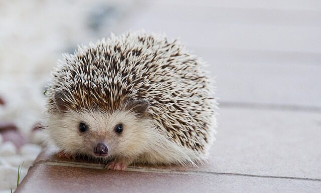 Co jeść żeby dziecko nie miało kolki? Co jeść żeby dziecko nie miało kolki?